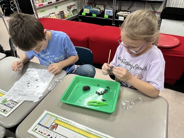 students dissecting owl pellets