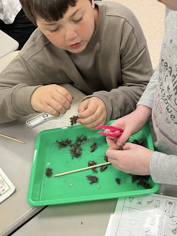 students dissecting owl pellets
