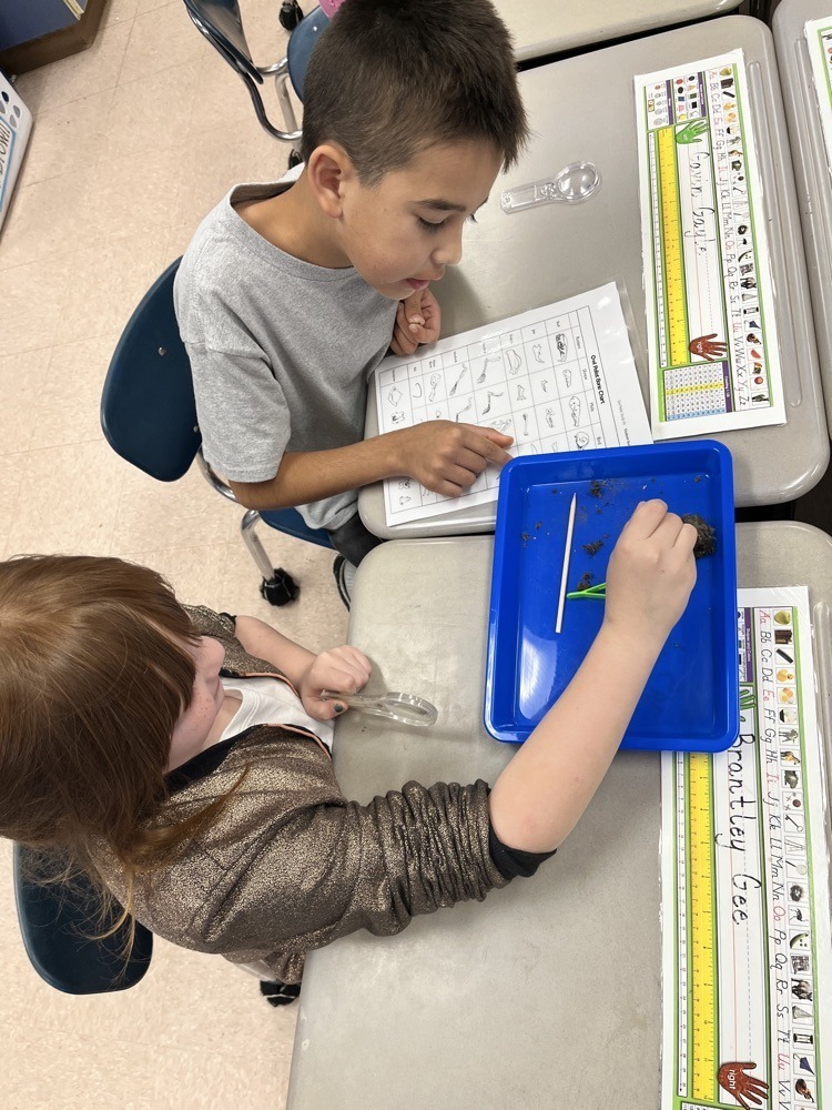 students dissecting owl pellets