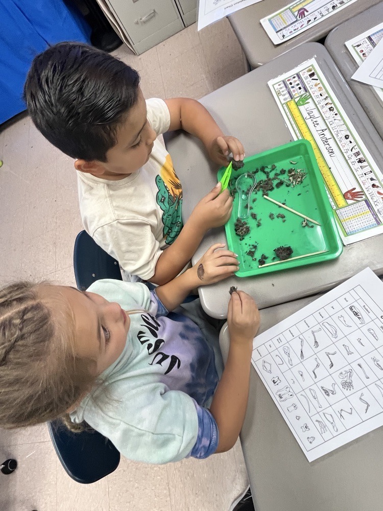 students dissecting owl pellets