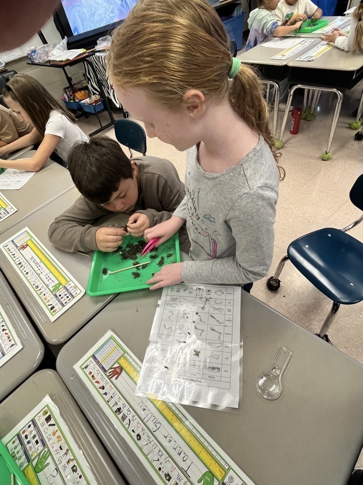 students dissecting owl pellets