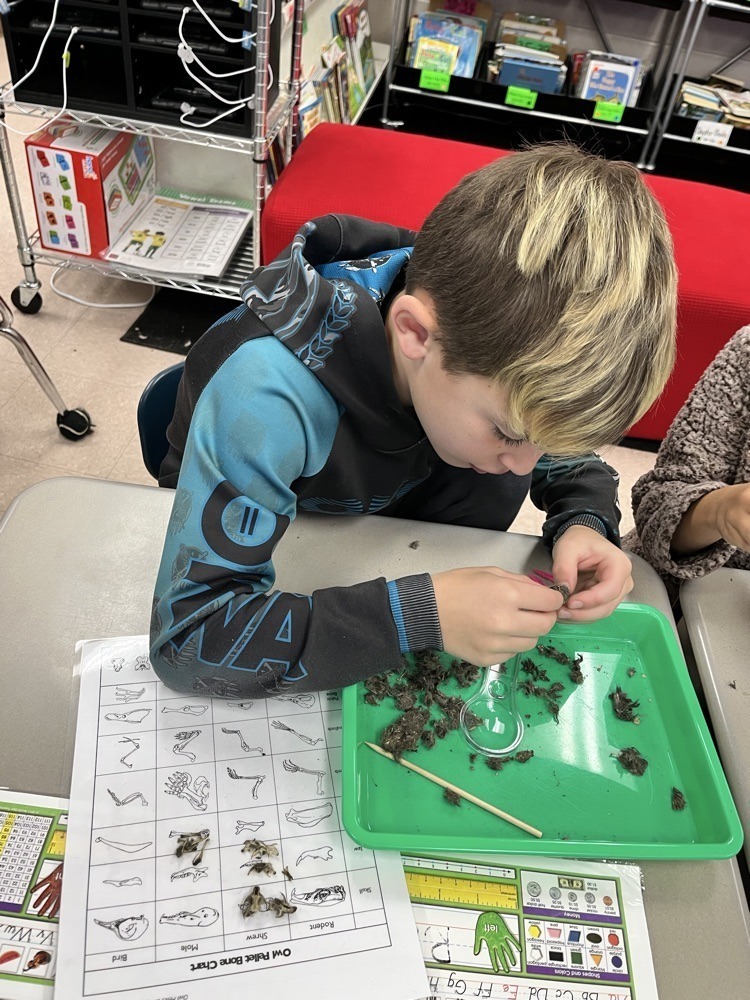students dissecting owl pellets