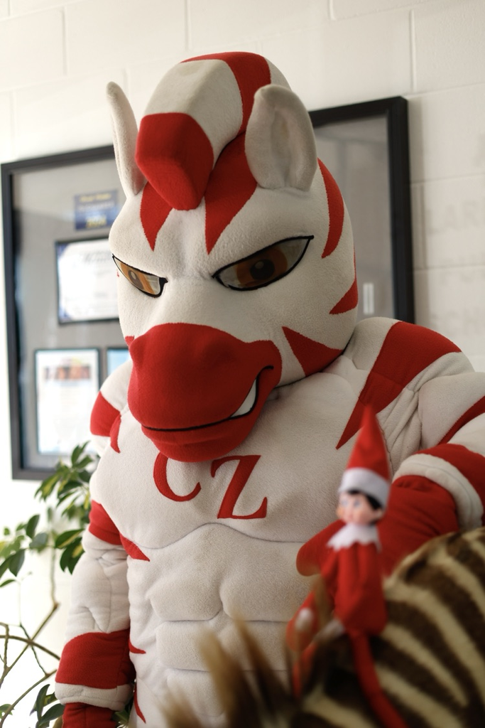 Zebs and dazzle by the zebra