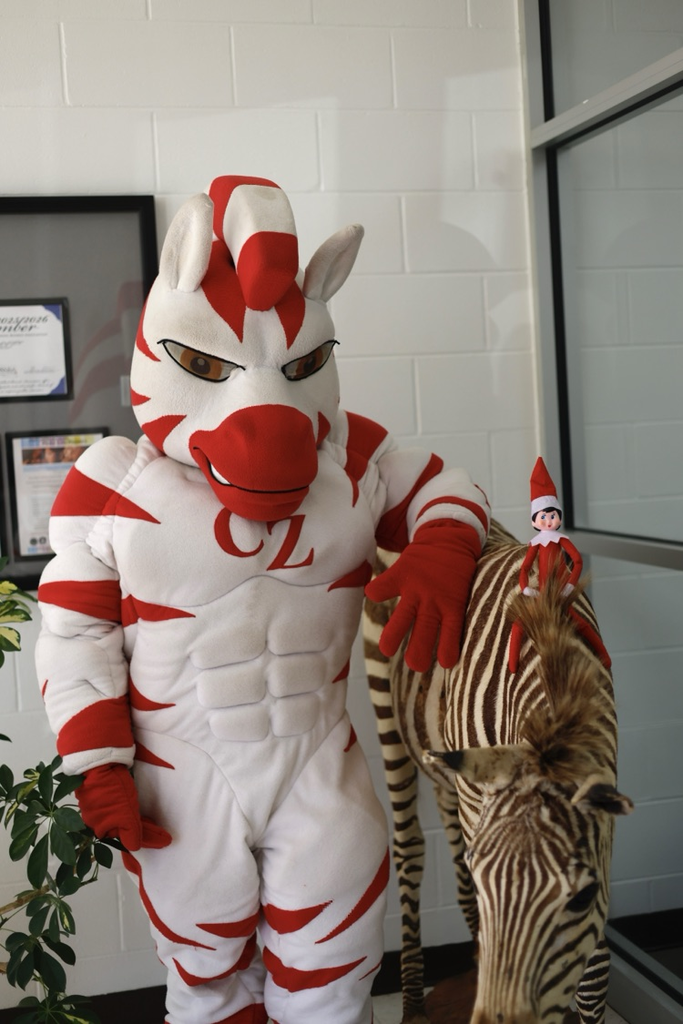 zebs and dazzle by the zebra