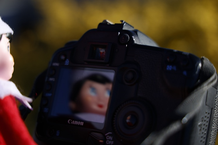 dazzle taking a photo with a camera 