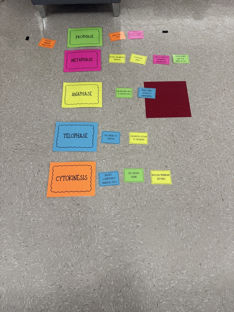 Our Biology students took learning outside the classroom to bring mitosis to life! 🌱🔬 Through teamwork and collaboration, they used context clues to create amazing visual representations of the stages of mitosis. Learning by doing has never looked so creative!
