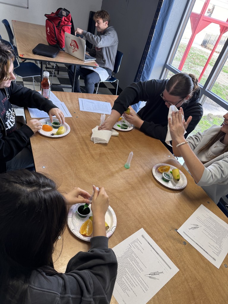 Animal Science students wrapped up their Vaccination and Injections unit with hands-on experience exploring different injection sites and administration methods. They practiced essential safety procedures like proper syringe handling and accurate dosage drawing from medication bottles. This lab provided a real-world look at industry standards and highlighted the importance of precision and safety in animal health care.