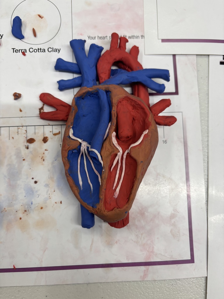 Biomedical Innovations in Action! Our Biomedical capstone students have been hard at work creating anatomically correct, functioning heart models out of clay! This hands-on challenge pushed students to design models that actually show how blood flows through the heart. By building and testing their own creations, students reinforced key anatomy concepts while bringing complex biological processes to life. Innovation, creativity, and learning—all in one project!