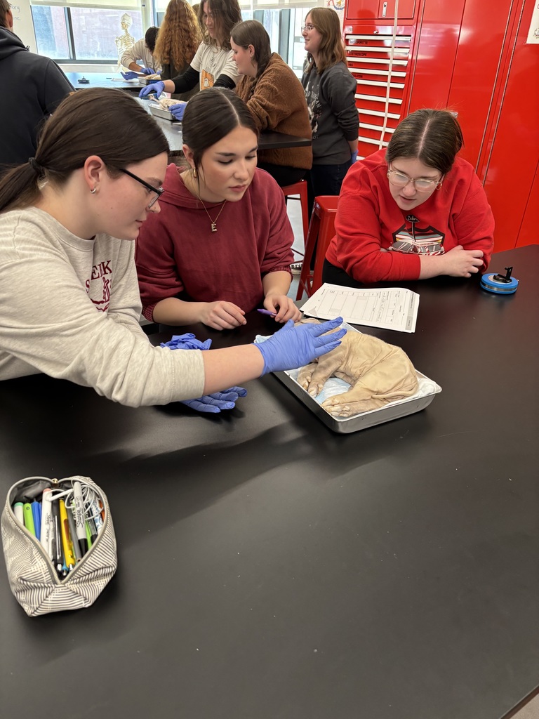 Biomedical Innovations students began an in-depth fetal pig dissection, applying their scientific knowledge to systematically explore anatomy from snout to tail.
