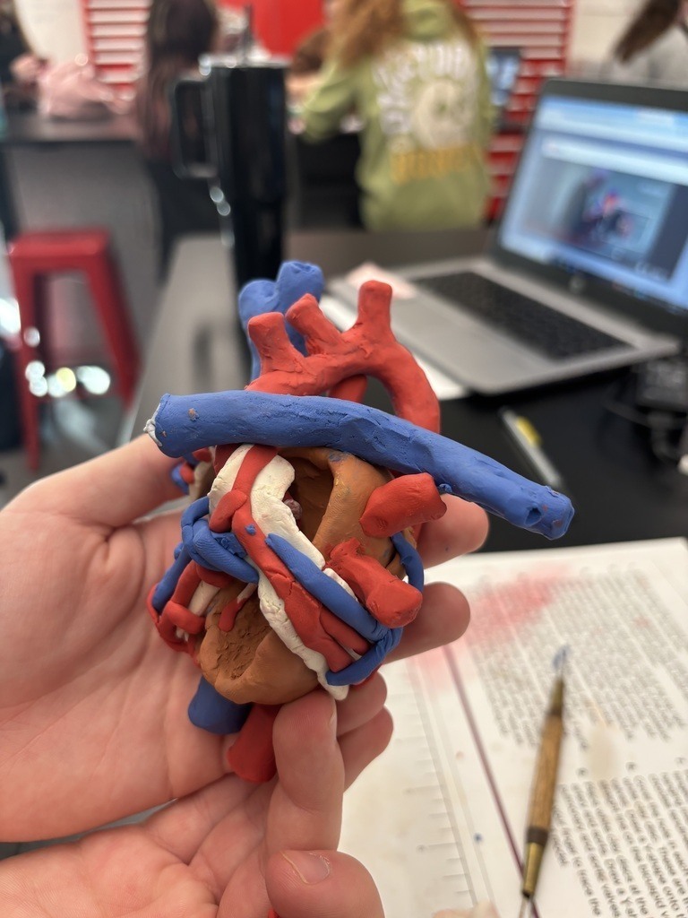 anatomically correct heart model