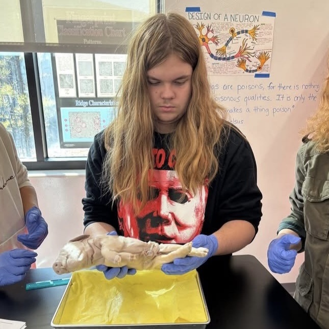 students dissecting a pig