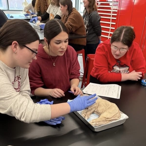 students dissecting a pig