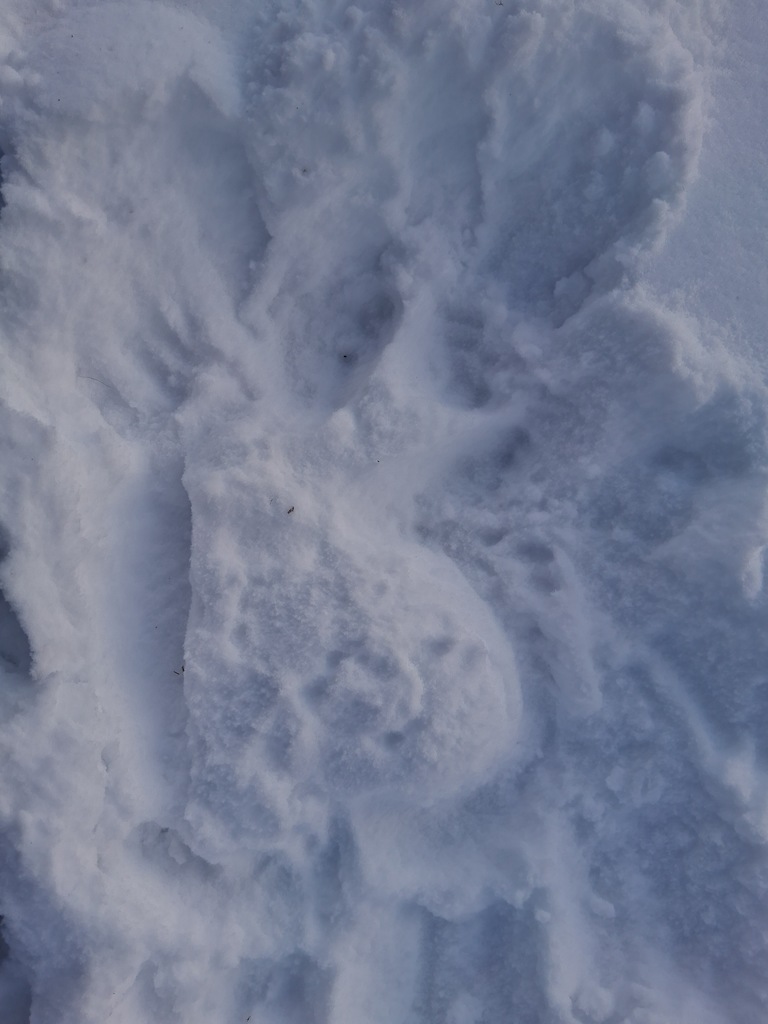 When Ms.Golbek’s zoologists get a snow day, creativity goes wild ❄️🐺 Trading snowmen for snow animals. Science never takes a day off!