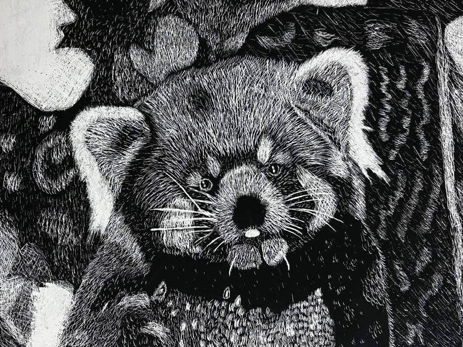 red panda scratch art 