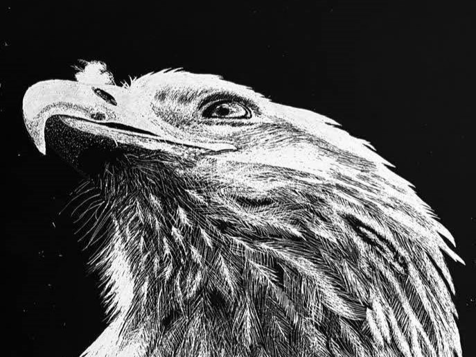 eagle scratch art
