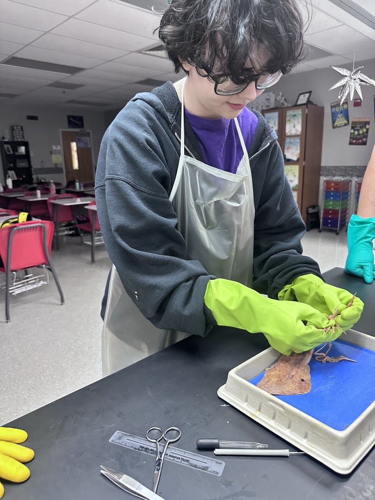 Our Zoology students recently wrapped up their Cephalopoda unit by completing their squid dissections! 🦑🔬  Students explored squid anatomy up close, identifying the different parts and learning how these fascinating creatures function. From locating organs to telling the difference between arms and tentacles—let’s just say students definitely had their hands full with this lab!  Hands-on learning like this helps bring science to life and gives students a deeper understanding of the amazing world of marine biology.