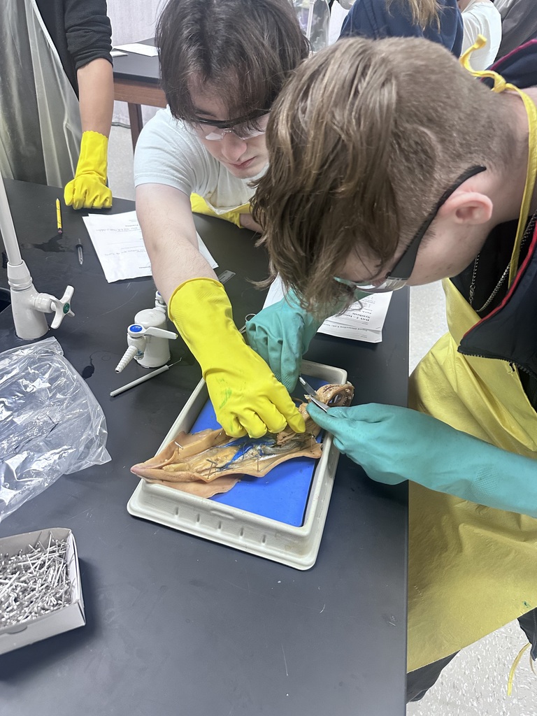 Our Zoology students recently wrapped up their Cephalopoda unit by completing their squid dissections! 🦑🔬  Students explored squid anatomy up close, identifying the different parts and learning how these fascinating creatures function. From locating organs to telling the difference between arms and tentacles—let’s just say students definitely had their hands full with this lab!  Hands-on learning like this helps bring science to life and gives students a deeper understanding of the amazing world of marine biology.