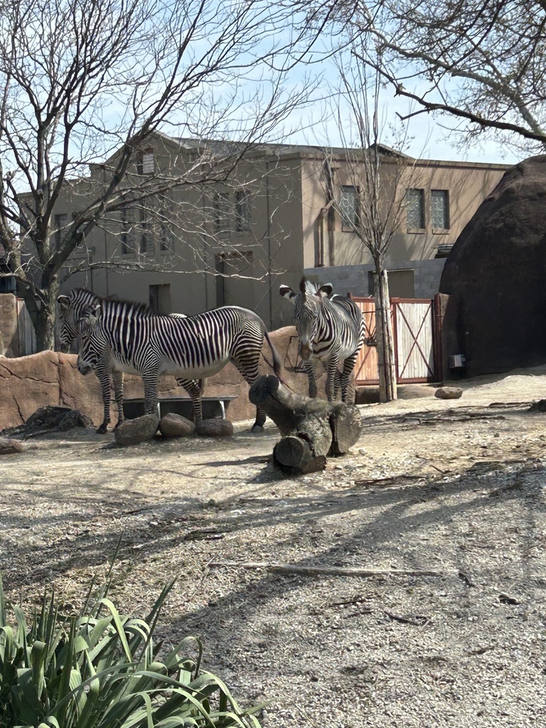 Zebras at the zoo.