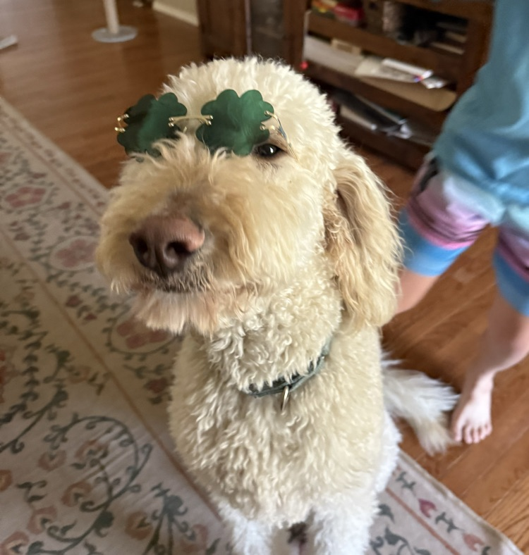 Maverick wearing glasses