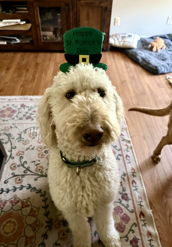 Maverick wearing a hat