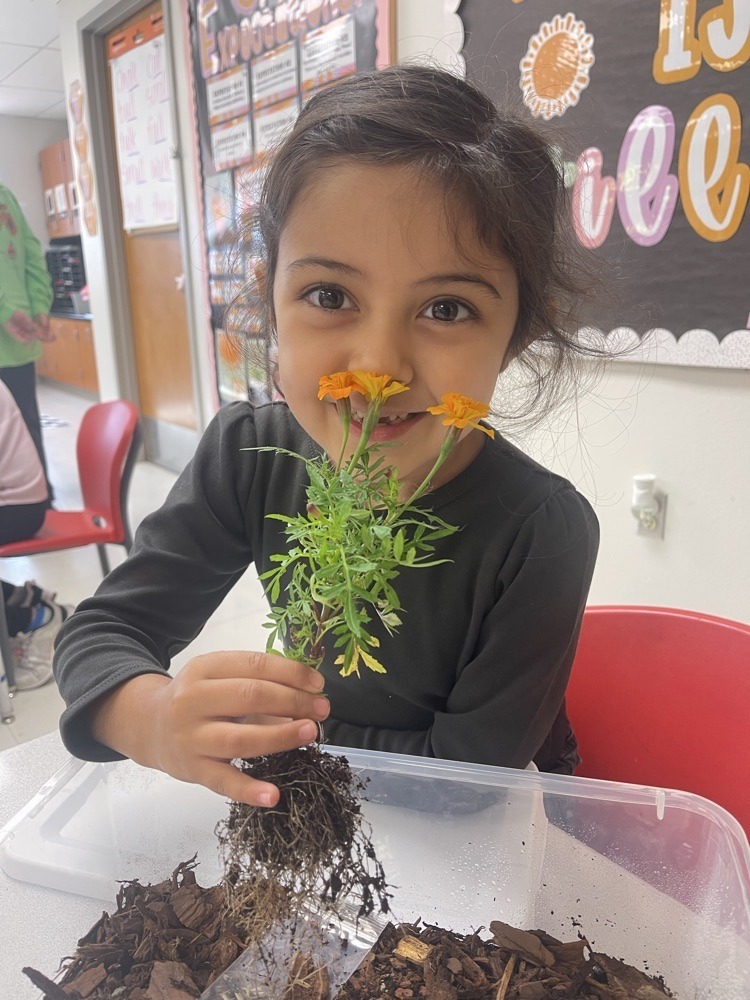 elementary students learning about gardening.