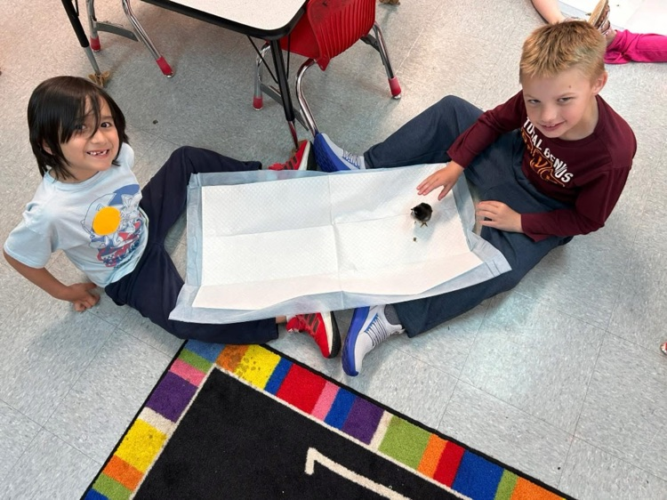 students playing with chick 