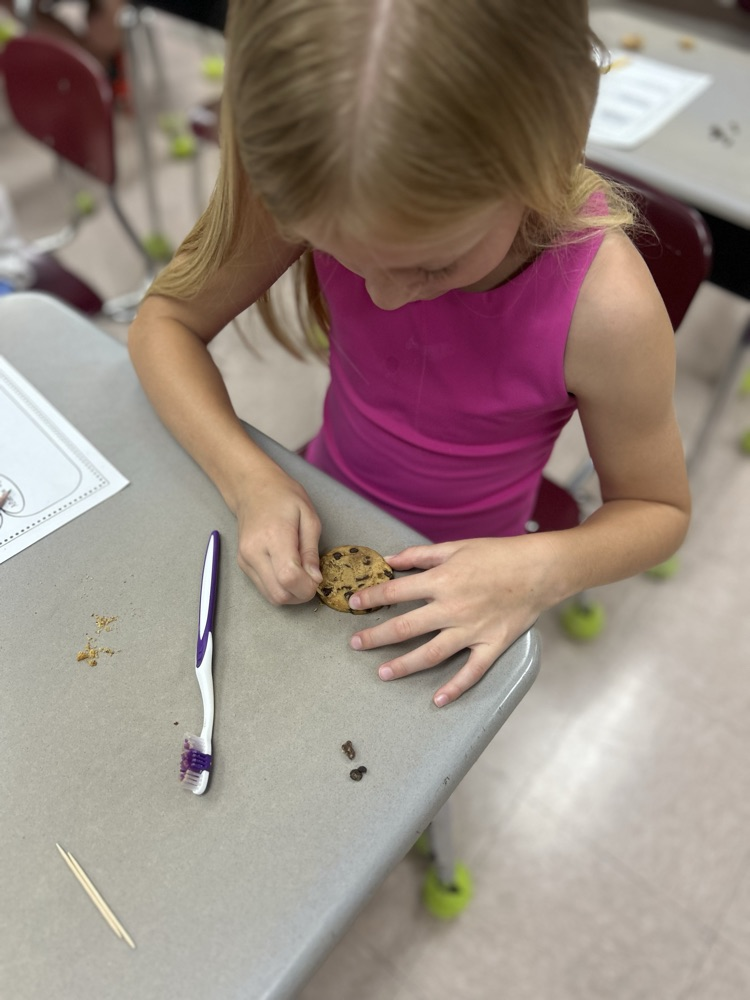 digging for fossils 