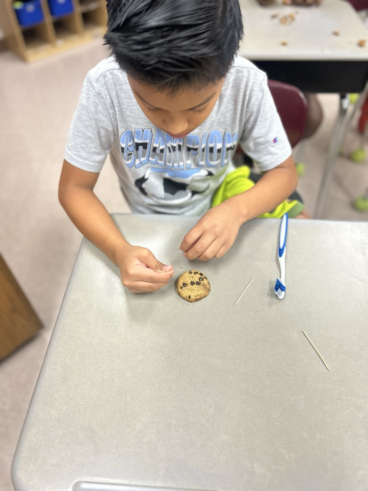 digging for fossils 