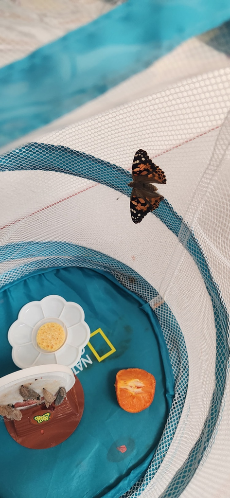 releasing butterflies