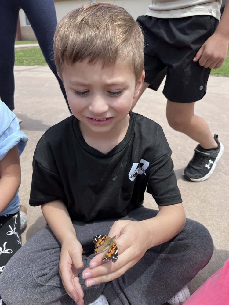 releasing butterflies