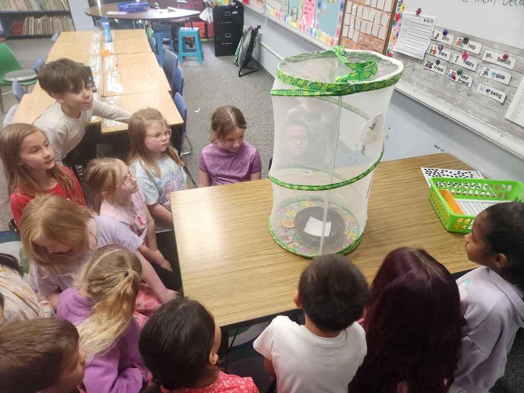 students looking at their butterfly emerge
