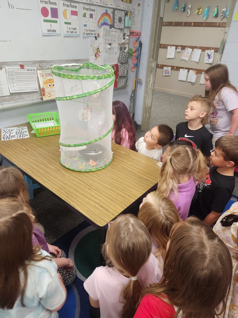 students looking at their butterfly emerge