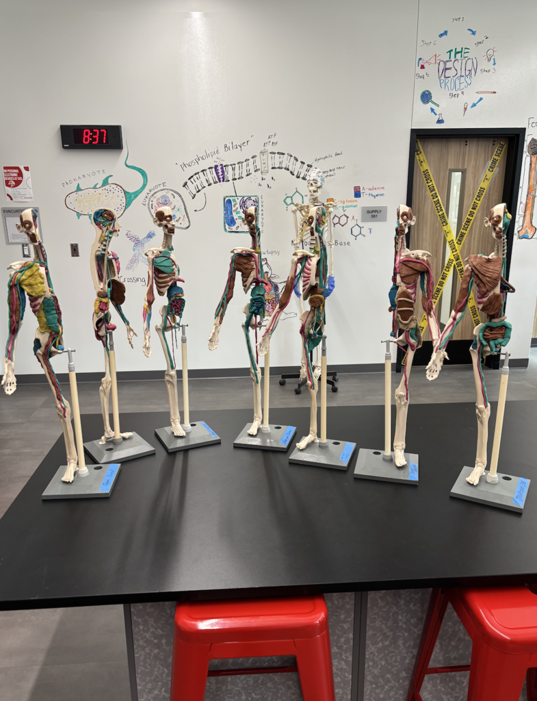 🫀🫁🧠 Learning the Human Body—One System at a Time! 🦴👀💪 Our Human Body Systems students have done an incredible job bringing anatomy to life! As they learn about each of the 11 body systems, they are carefully drawing, building, and labeling them using mannequins and clay models. This hands-on approach allows students to see how each system works and how they all connect to keep the human body functioning. The creativity, attention to detail, and dedication these students have shown has been outstanding. We are so proud of this group and the hard work they have put into their projects!