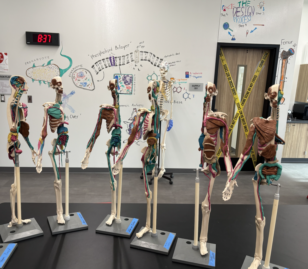 🫀🫁🧠 Learning the Human Body—One System at a Time! 🦴👀💪 Our Human Body Systems students have done an incredible job bringing anatomy to life! As they learn about each of the 11 body systems, they are carefully drawing, building, and labeling them using mannequins and clay models. This hands-on approach allows students to see how each system works and how they all connect to keep the human body functioning. The creativity, attention to detail, and dedication these students have shown has been outstanding. We are so proud of this group and the hard work they have put into their projects!