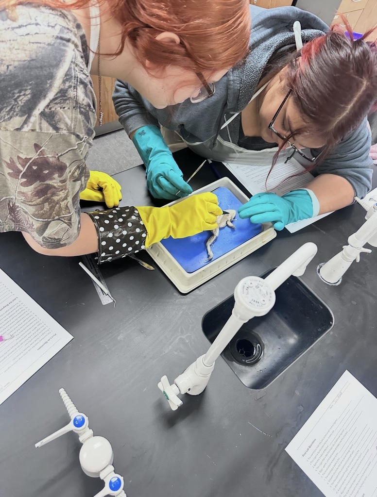 🐸 Zoology students recently completed a hands-on frog dissection lab as part of their study of vertebrate anatomy.  Through careful observation and guided exploration, students examined internal structures and deepened their understanding of how organ systems function together in living organisms.  This lab provided a valuable opportunity for real-world science learning and strengthened students’ lab skills and scientific thinking.