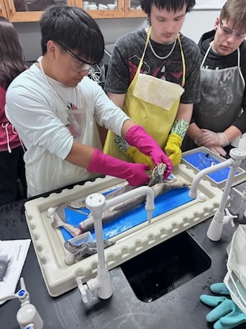 Our zoology students took learning to the next level this week with an exciting hands-on shark dissection experience! Working in lab teams, students carefully examined anatomical structures, identified key internal and external features, and gained a deeper understanding of vertebrate biology in a real-world setting. From observing adaptations to comparing systems, the lab brought classroom concepts to life in a meaningful and engaging way. This experience challenged students to think like scientists—asking questions, making observations, and connecting structure to function throughout the dissection process. Great work to our future scientists for their curiosity, professionalism, and willingness to dive into hands-on learning! 🦈