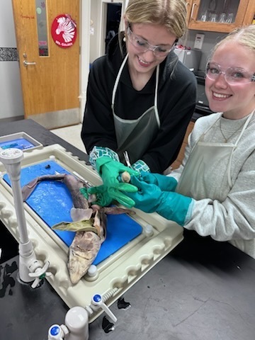 Our zoology students took learning to the next level this week with an exciting hands-on shark dissection experience! Working in lab teams, students carefully examined anatomical structures, identified key internal and external features, and gained a deeper understanding of vertebrate biology in a real-world setting. From observing adaptations to comparing systems, the lab brought classroom concepts to life in a meaningful and engaging way. This experience challenged students to think like scientists—asking questions, making observations, and connecting structure to function throughout the dissection process. Great work to our future scientists for their curiosity, professionalism, and willingness to dive into hands-on learning! 🦈