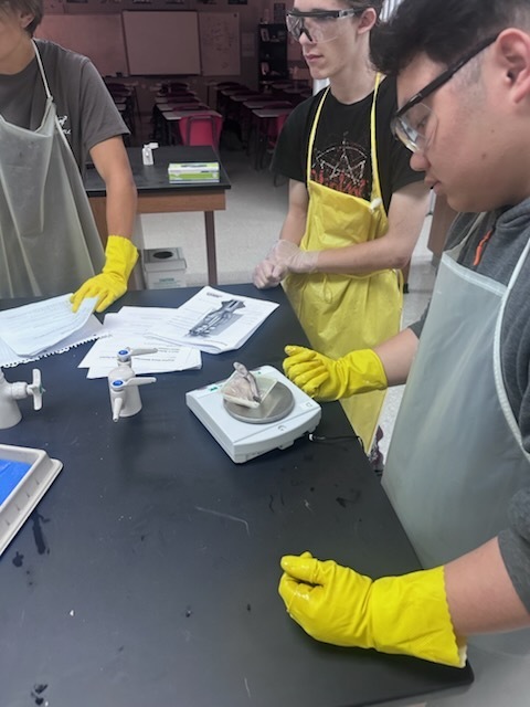 Our zoology students took learning to the next level this week with an exciting hands-on shark dissection experience! Working in lab teams, students carefully examined anatomical structures, identified key internal and external features, and gained a deeper understanding of vertebrate biology in a real-world setting. From observing adaptations to comparing systems, the lab brought classroom concepts to life in a meaningful and engaging way. This experience challenged students to think like scientists—asking questions, making observations, and connecting structure to function throughout the dissection process. Great work to our future scientists for their curiosity, professionalism, and willingness to dive into hands-on learning! 🦈