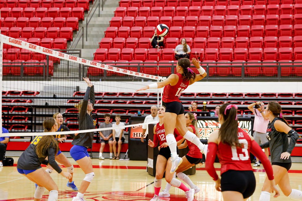 Zebra volleyball game.