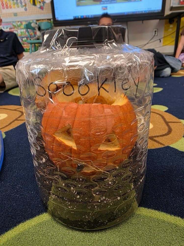 Spookley the carved pumpkin sits inside a clear container with soil for a classroom science experiment.