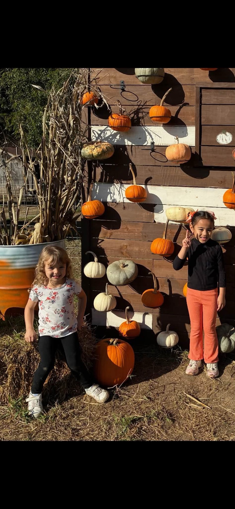 pumpkin patch 