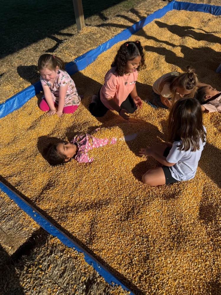 pumpkin patch 