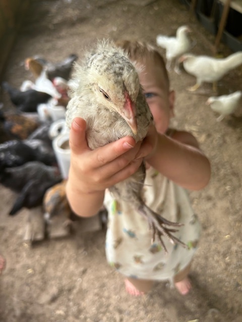 Mrs. Hamilton's son holding a chicken