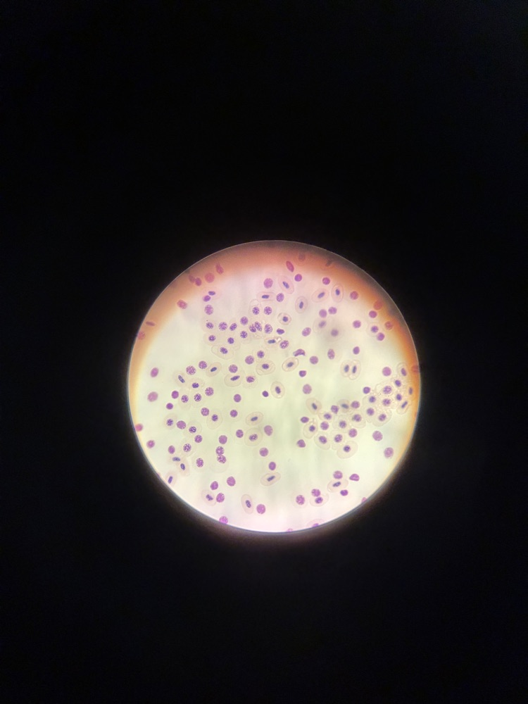sci