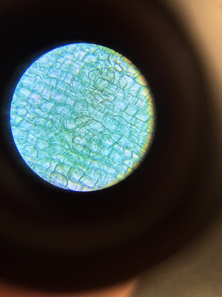 sci