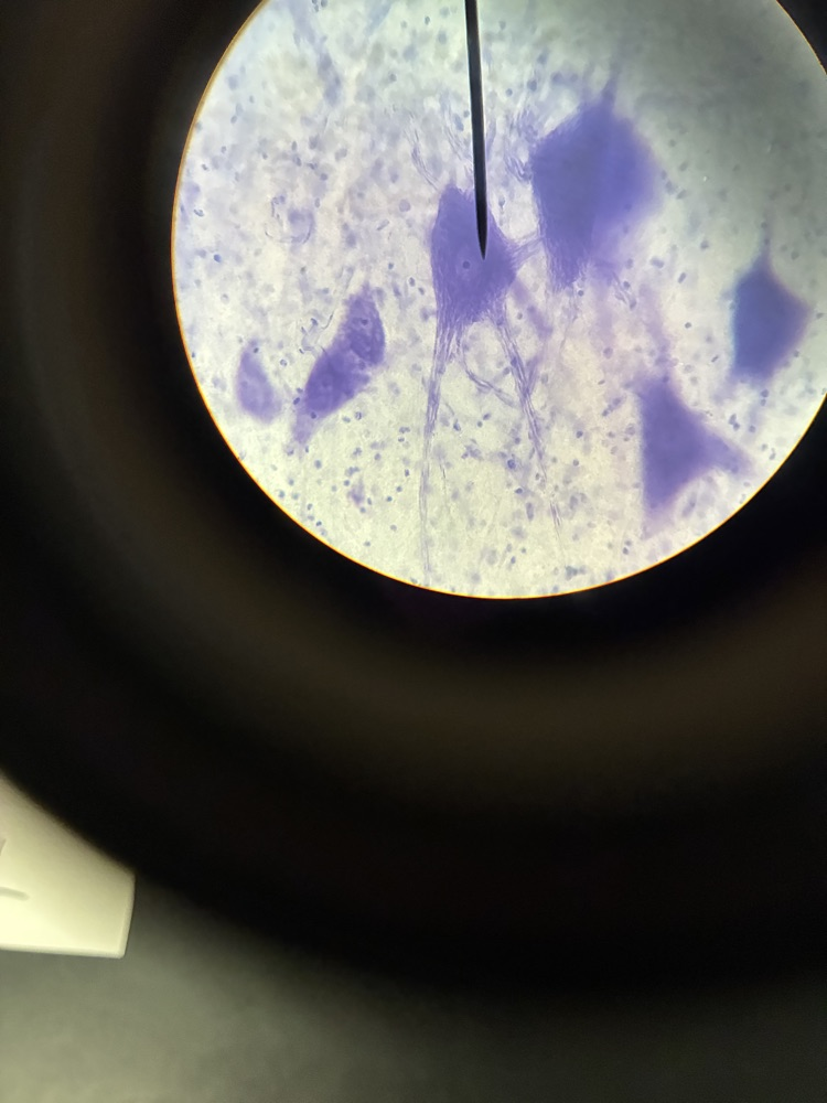 sci