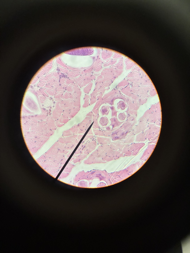 sci