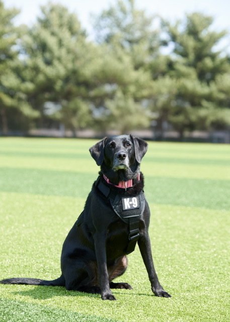 K-9 Sally