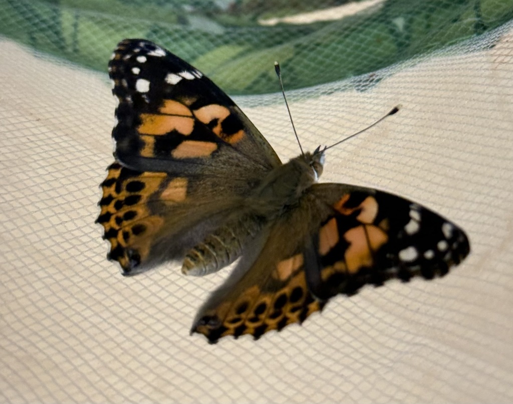 CES Pre-K and butterflies