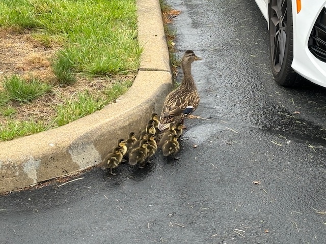 Nature week continues here at CES as the ducklings by the front of our building hatched and we got them safely across the street. The students and staff have been anxiously awaiting their arrival.